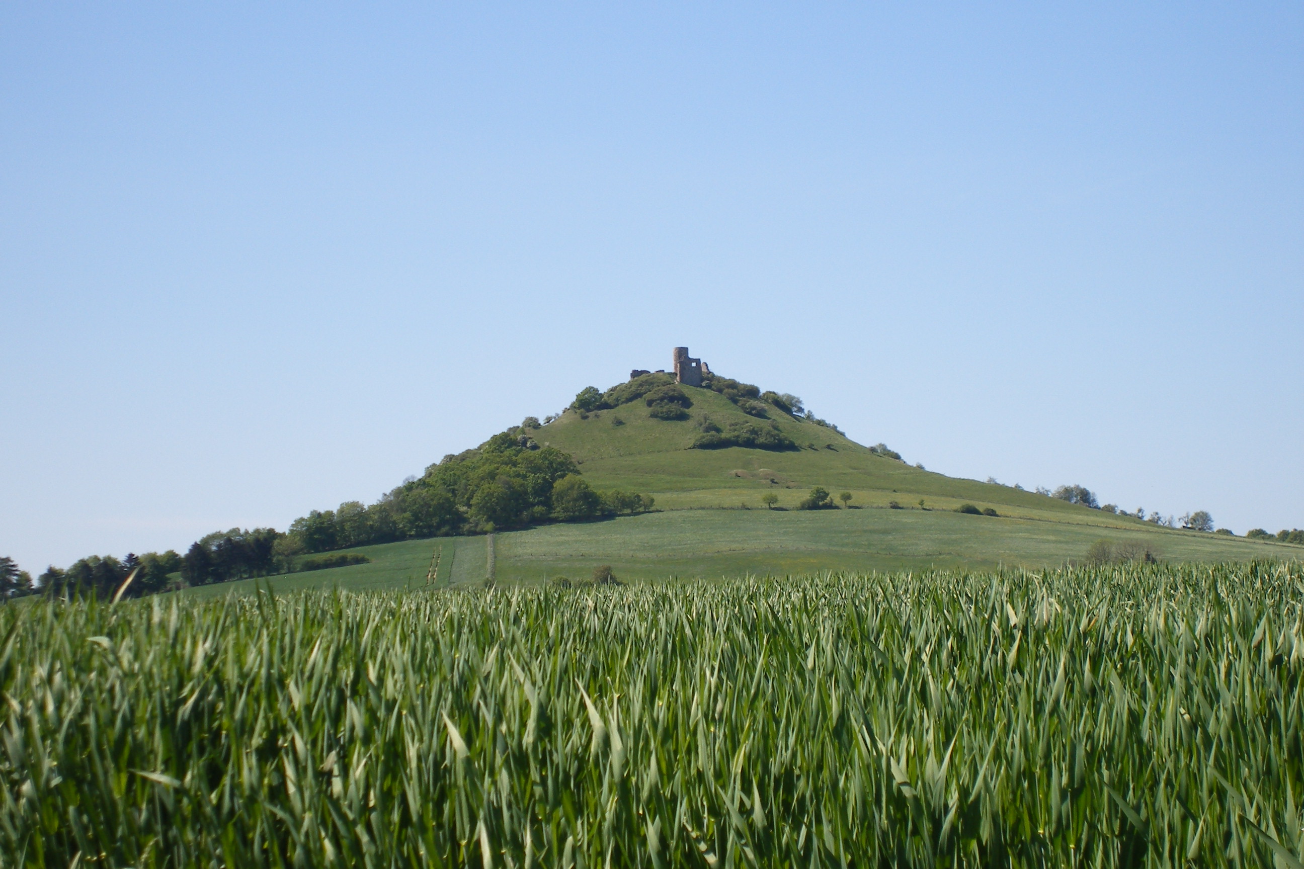 Blick über ein noch grünes Getreidefeld auf den Desenberg mit der Burgruine Desenberg.